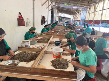 インドネシア/ Aceh Avatara WS GAYO MOUNTAIN/ Extreme washed/ 中煎り