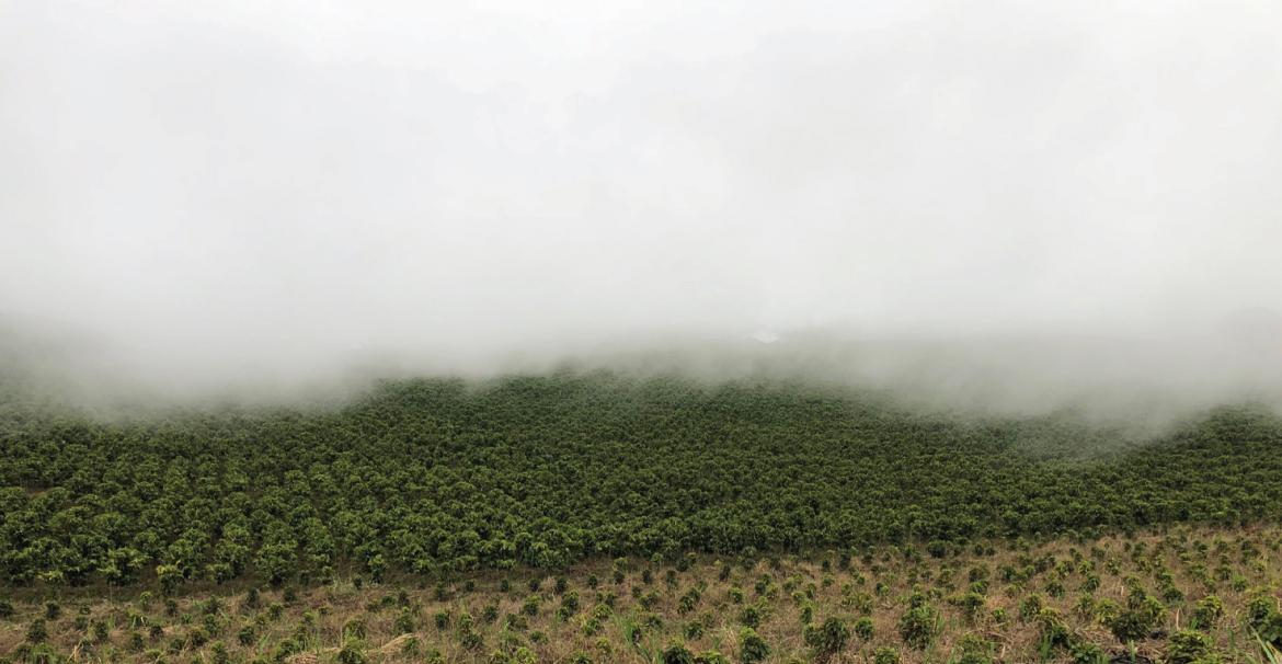 コスタリカ / VOLCANCITO / Honey / 浅煎り