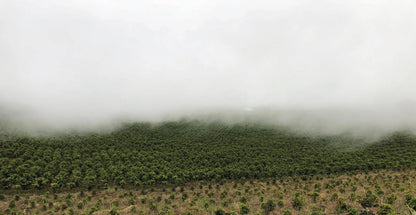 コスタリカ / VOLCANCITO / Honey / 浅煎り