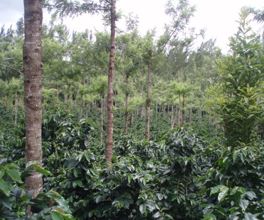 グァテマラ ACATENANGO BUENA VISTA農園 / washed /中深煎り