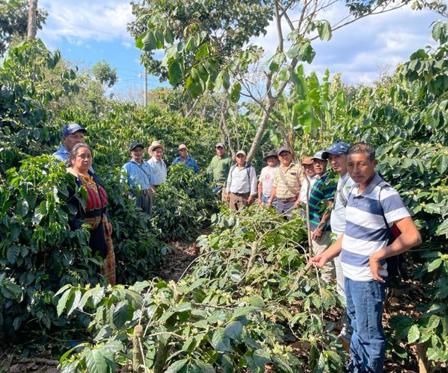 グァテマラ ACATENANGO BUENA VISTA農園 / washed /中深煎り