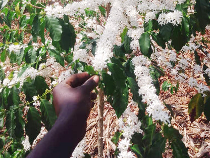 ルワンダ / JURU COFFEE / RED BOURBON AA /Fully Washed / 浅煎り