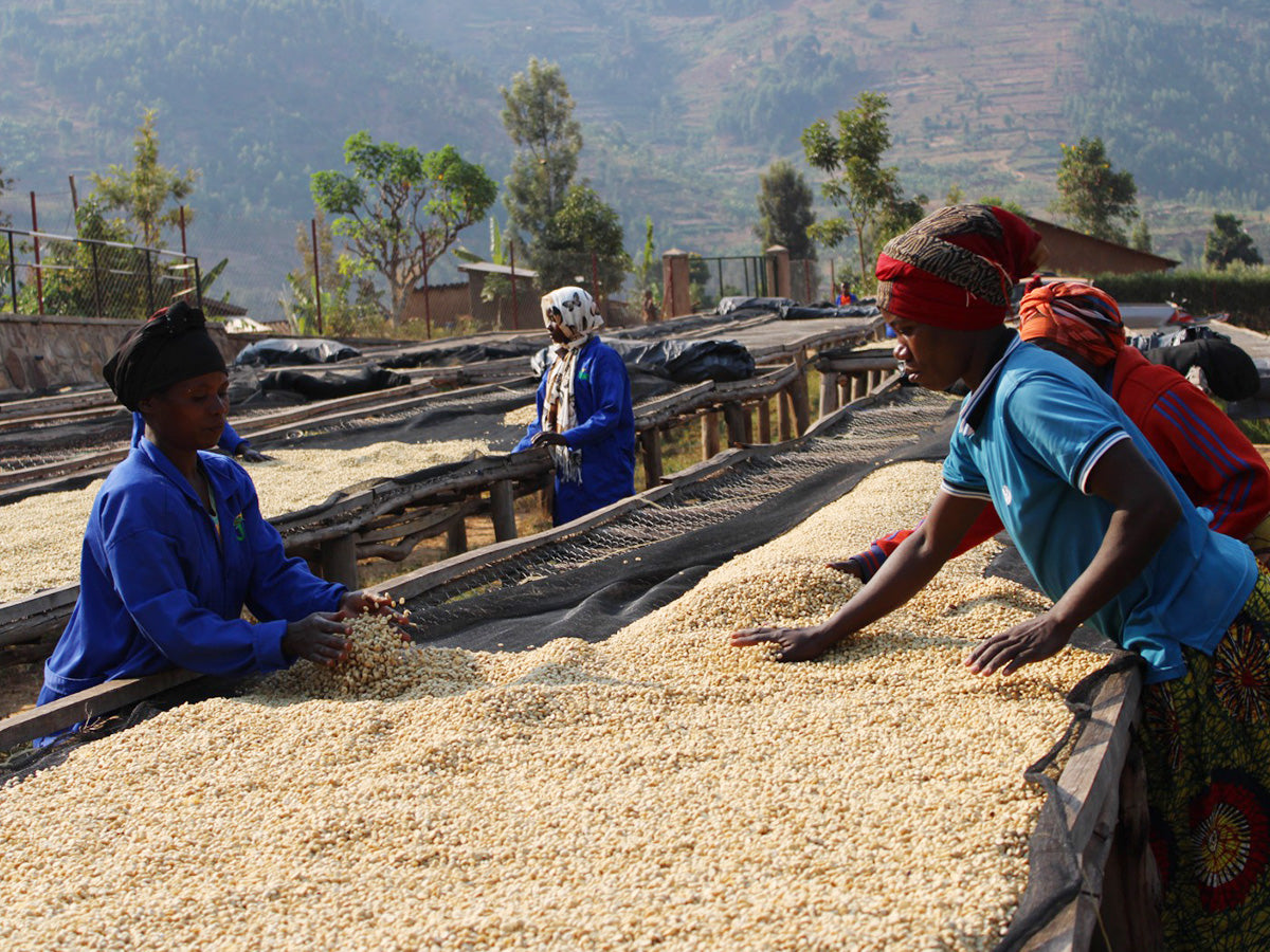 RWANDA ルワンダ / JURU COFFEE / RED BOURBON AA / FULL WASHED / 浅煎り