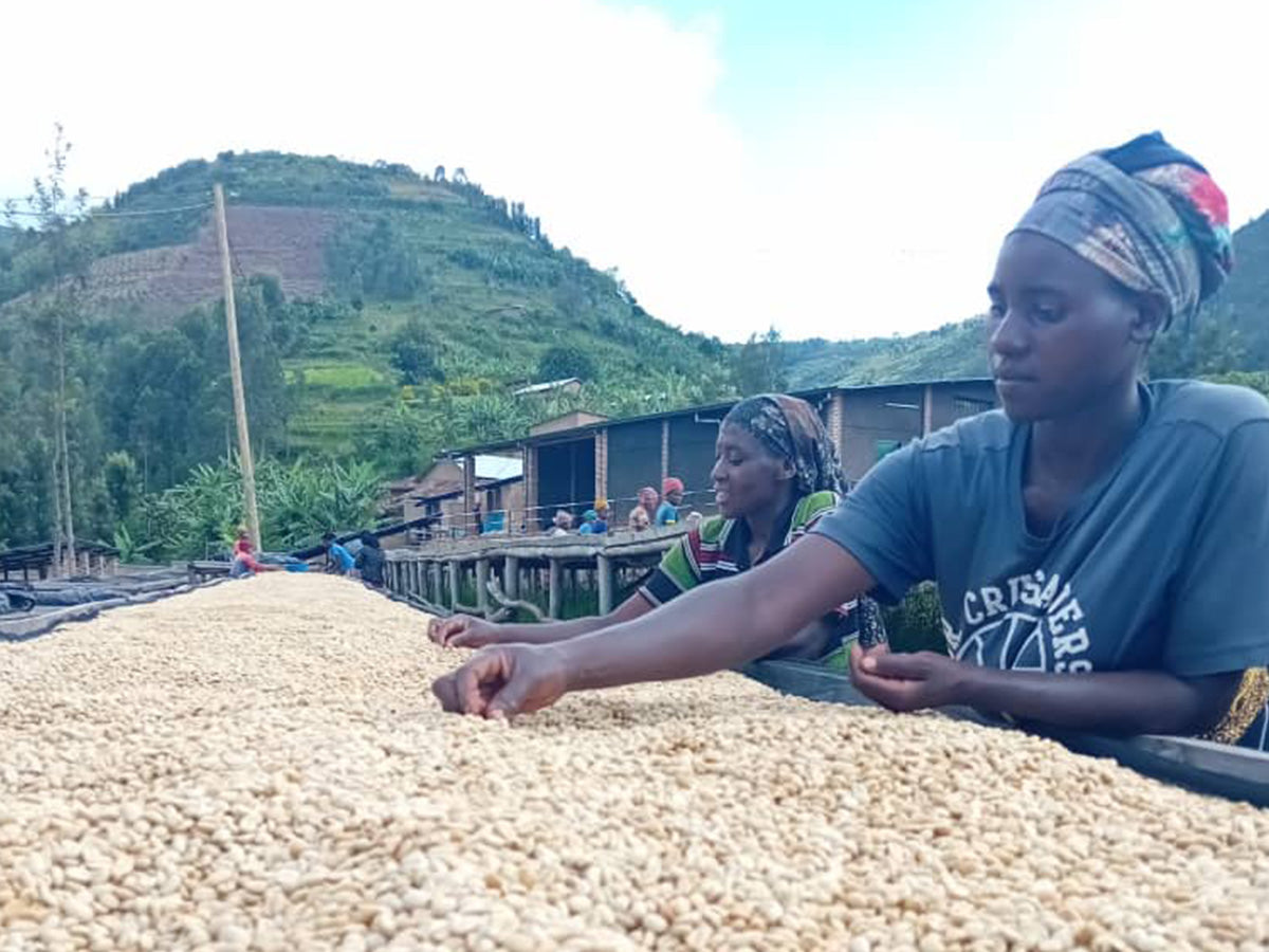 ルワンダ / JURU COFFEE / RED BOURBON AA /Fully Washed / 浅煎り